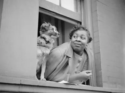 As evidenced by Gordon Parks&#39;&nbsp;A Woman and Her Dog in the Harlem Section (1943), New York pets had evolved from hunting assistants to companions by the 20th century.