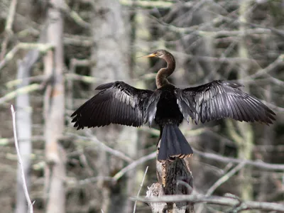 The out-of-place anhinga, spotted in Maine