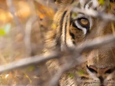 A hazel-eyed tiger glares through a tangled web of branches in Satpura Tiger Reserve.