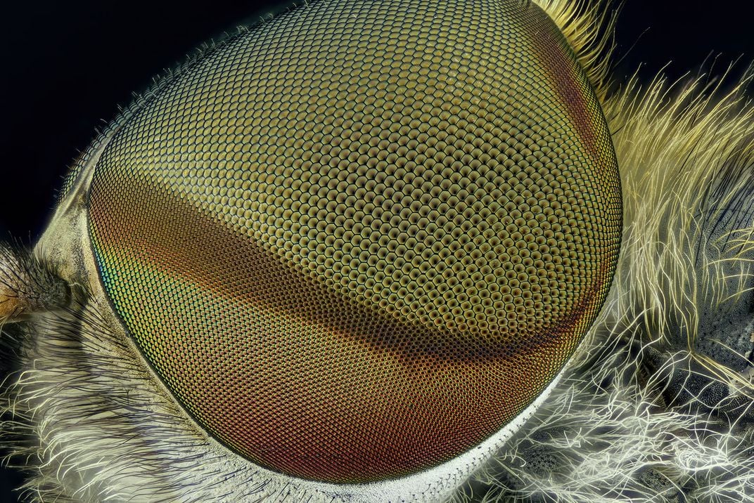 Giant Horsefly Eye