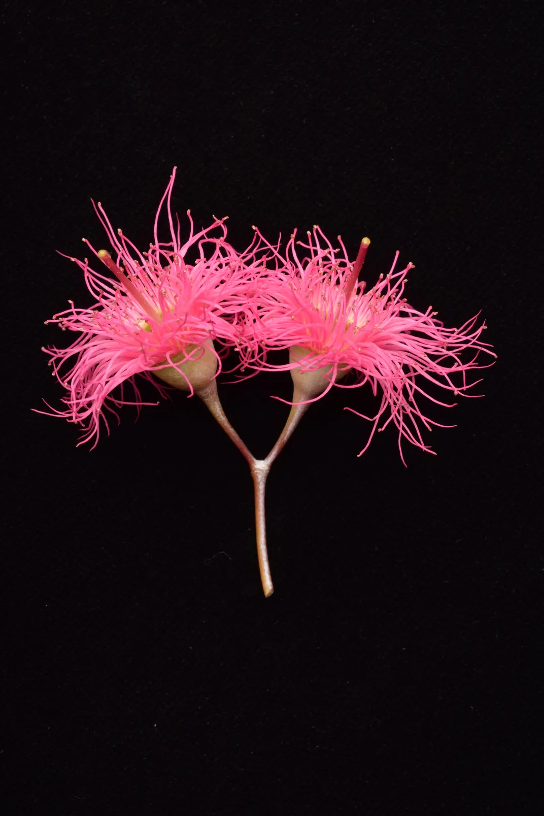 Red ironbark eucalyptus inflorescence