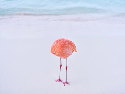 Photographer Miles Astray shot this image of a flamingo scratching itself with its beak on a beach in Aruba.