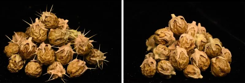 side-by-side comparison of desert raisins: on the left they have long, narrow prickles coming from the top of each one; at the right they are prickle-free