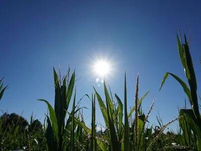 So-called &ldquo;corn sweat,&rdquo; the water vapor released by the process of evapotranspiration, can raise humidity in corn-producing areas on the hottest days of summer.