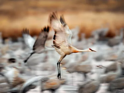 A sadhill crane flies over the San Luis Valley.