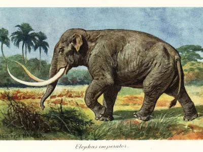 Columbian mammoths were larger and less hairy than woolly mammoths.

