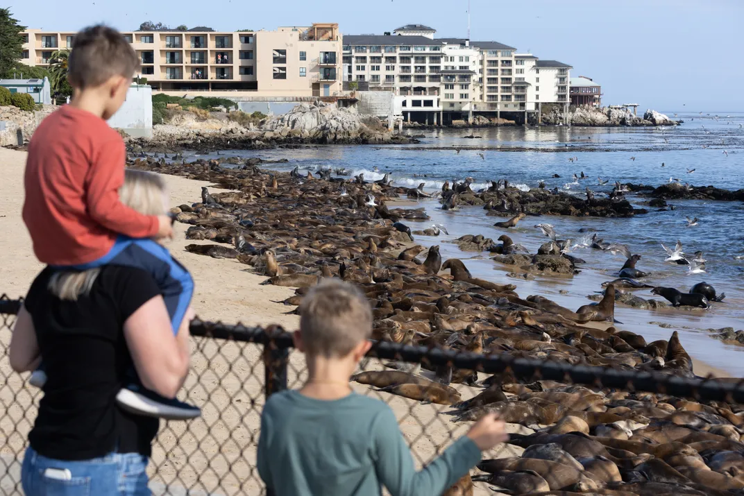 Two young boys and a woman looking over a fence at sea lions on a beach