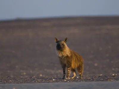 Namibia&#39;s brown hyenas live in small clans but often travel and hunt alone.