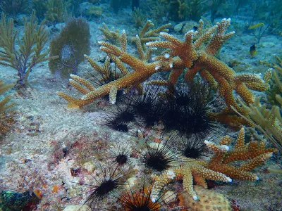 With spikes as long as knitting needles, long-spined sea urchins may look like underwater villains, but their appetite for algae makes them the unsung heroes of Caribbean reefs.