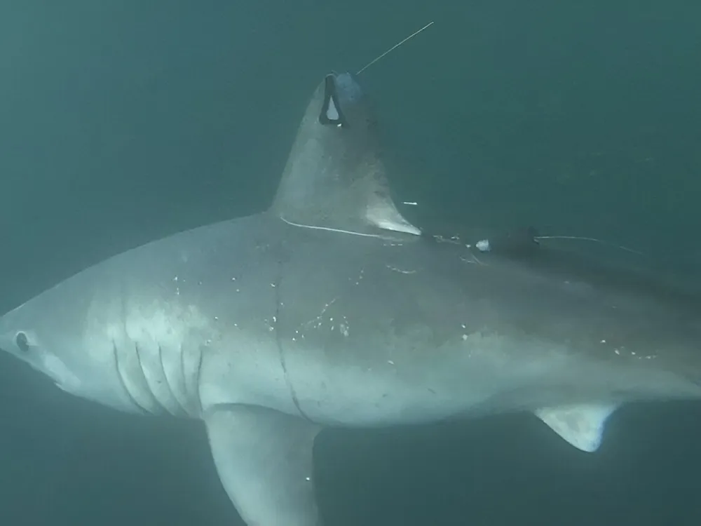 Porbeagle Shark