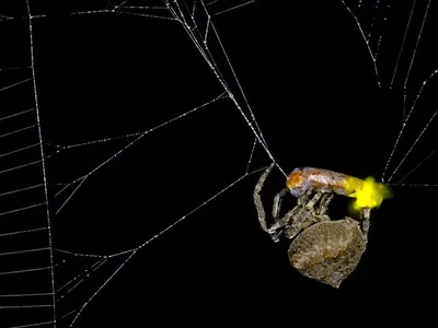 An orb-weaver spider wraps a male firefly in silk while it flashes from its lanterns. Male fireflies typically signal with multiple pulses using two lanterns, while females emit single pulses from one lantern.