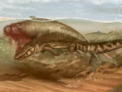 An artist&#39;s rendition of the prehistoric sea cow&#39;s death.