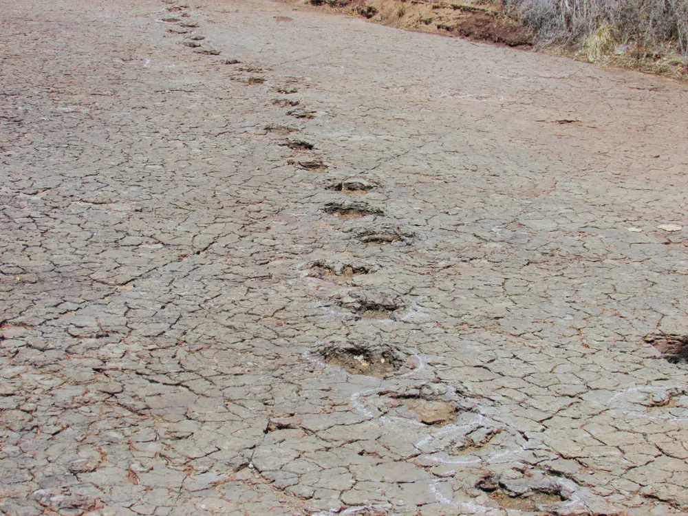 A track of dinosaur footprints in the ground