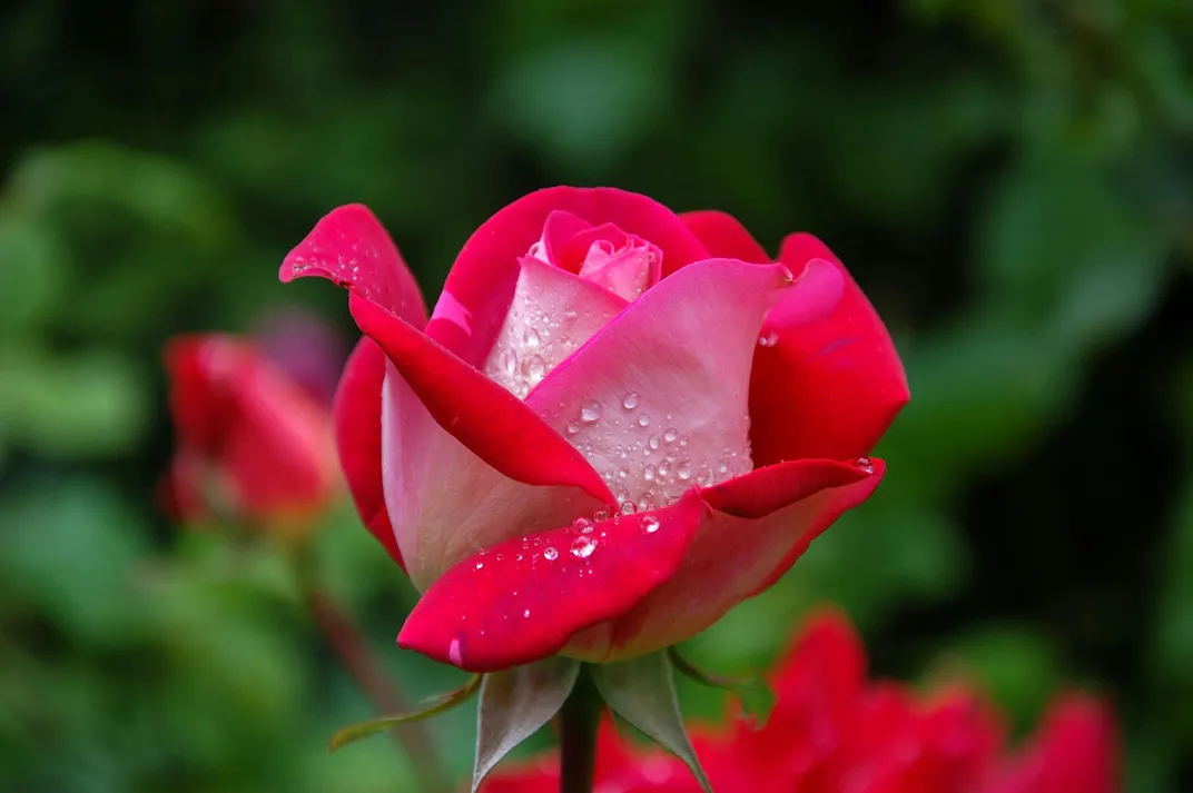 a red and pink rose