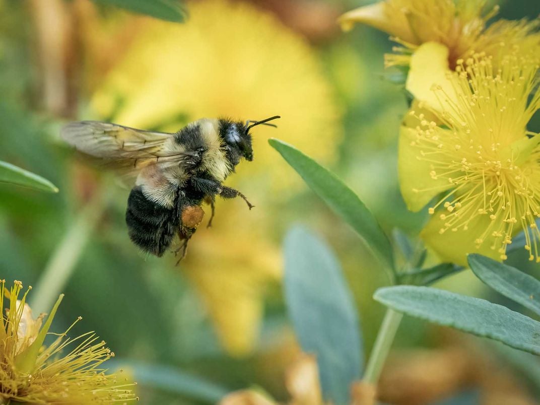 Rusty Patched Bumblebee Worker