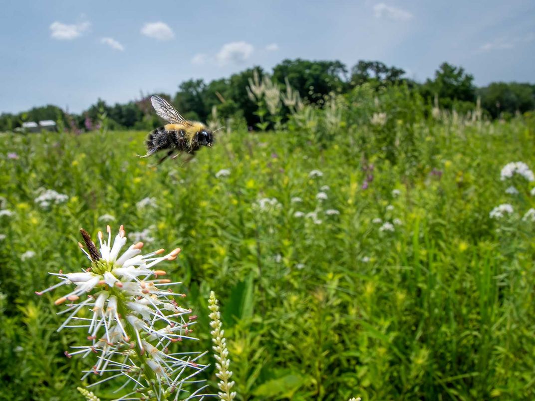 Rusty Patched Bumblebee