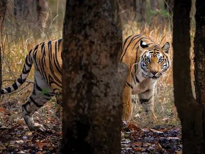 Dotty, a female Bengal tiger, roams her territory in India’s Bandhavgarh National Park, where tigers are one of the biggest tourist attractions.