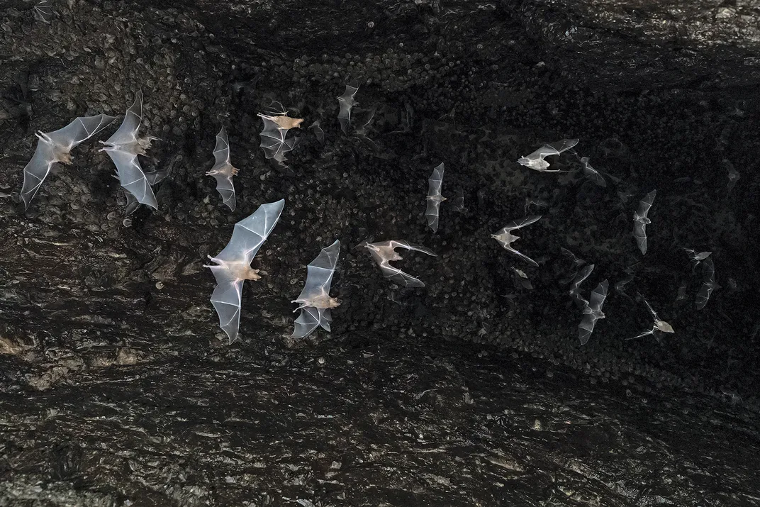 Lesser long-nosed bats inside a cave off the coast of Jalisco state, where females migrate each year to mate. The bats are agave’s primary pollinators, but climate change has disrupted the process, spelling trouble for the revered—and valuable—succulent p