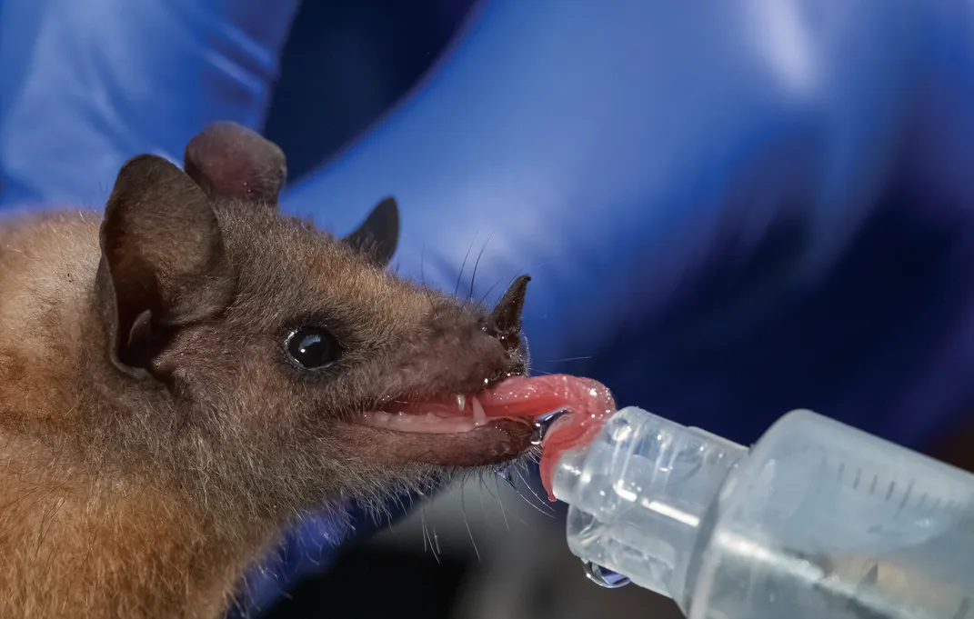 A bat researcher feeds sugar water to a lesser long-nosed bat after applying a tracking device