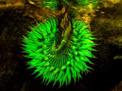 A sunburst anemone (Anthopleura sola) fluoresces under ultraviolet light. Anemones eat prey that gets trapped in their sticky oral disk.